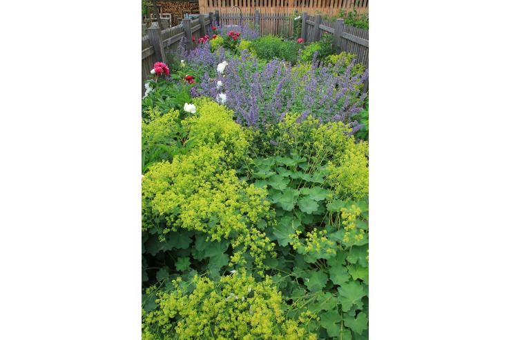 Herb garden Zeliščni vrt
