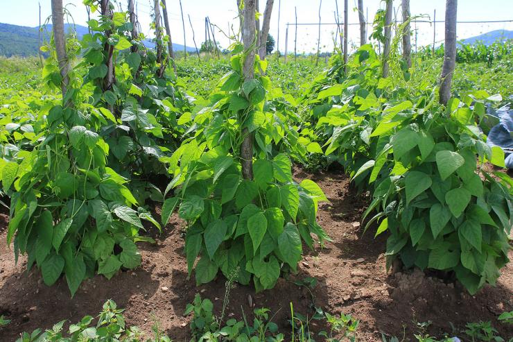beans plantation Nasad fižola