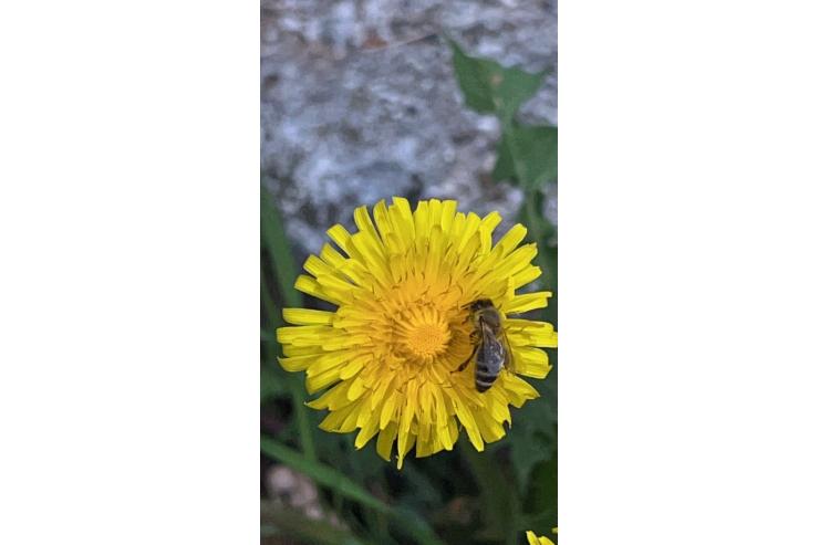 Bee Čebela