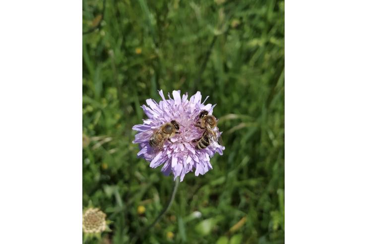 Bees Čebeli