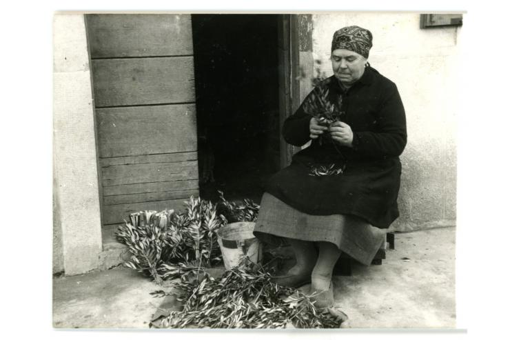 Priprava oljčnih vejic, Prosek, 1956