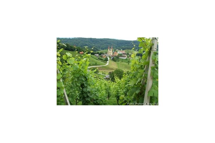 Sladka Gora med vinogradi