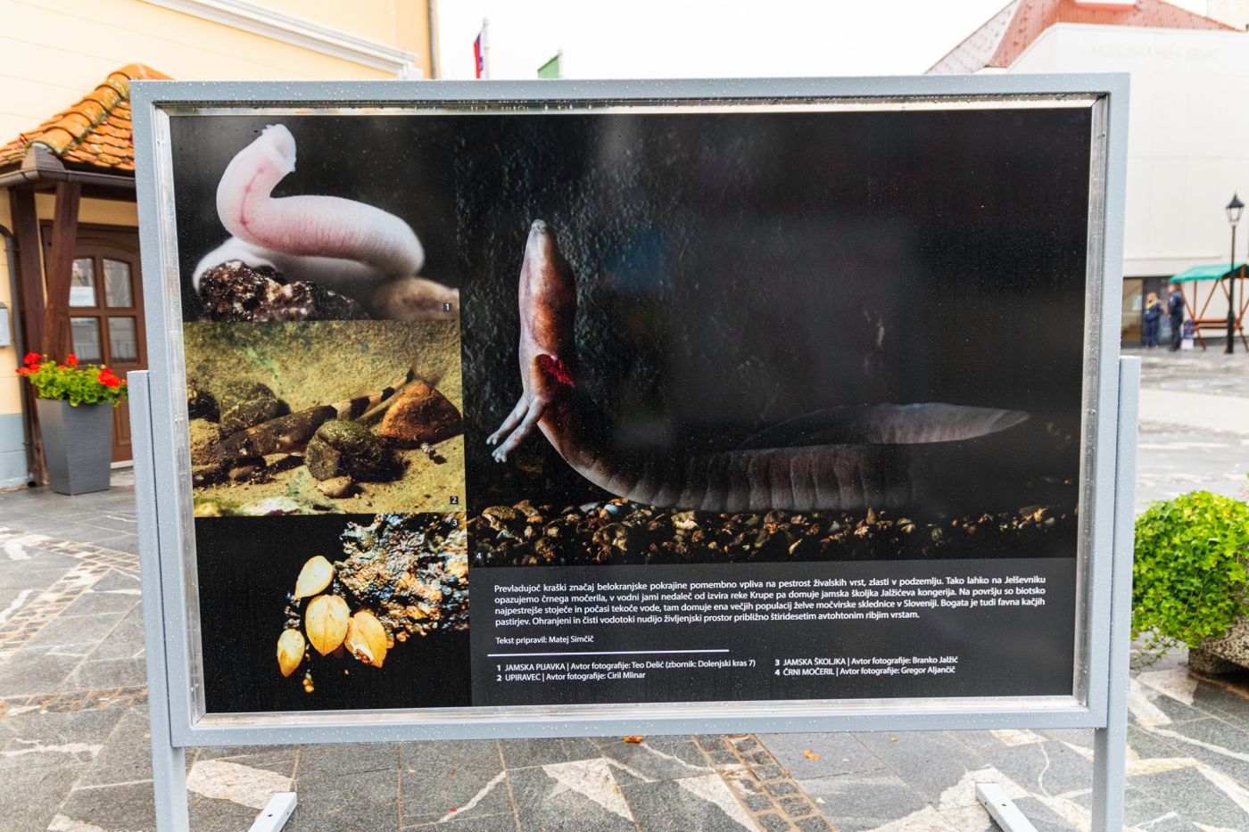 Beli svet med Gorjanci in Kolpo